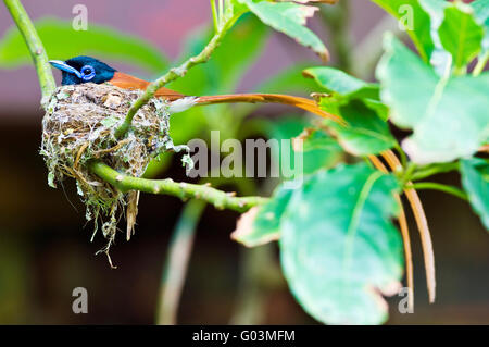 African Paradise Flycatcher unter Viridis männlichen auf dem Nest sitzen. Aufnahme in der Nähe von East London, Südafrika Stockfoto