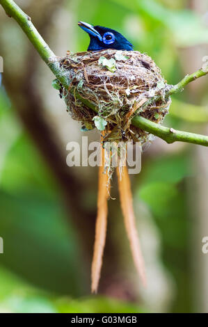 African Paradise Flycatcher unter Viridis männlichen auf dem Nest sitzen. Aufnahme in der Nähe von East London, Südafrika Stockfoto