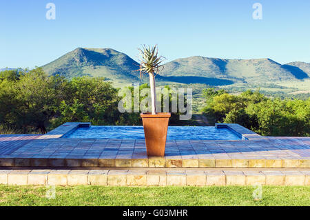 Topfpflanzen Köcherbaum vor einen Swimming Pool mit Blick auf das Highveld Busch in der Nähe von Johannesburg in Südafrika Stockfoto