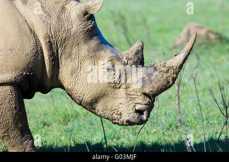 Ein reifer männlicher Breitmaulnashorn oder Quadrat-lippige Rhinoceros. Aufnahme in Lalibela Game Reserve in der Nähe von Grahamstown, Südafrika. Stockfoto