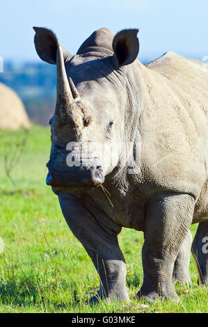 Ein reifer männlicher Breitmaulnashorn oder Quadrat-lippige Rhinoceros. Aufnahme in Lalibela Game Reserve in der Nähe von Grahamstown, Südafrika. Stockfoto