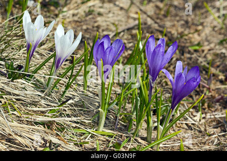 Frühlings-Krokus, Crocus Albiflorus, Wildblumen Stockfoto