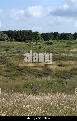 Dünenlandschaft auf Insel Stockfoto