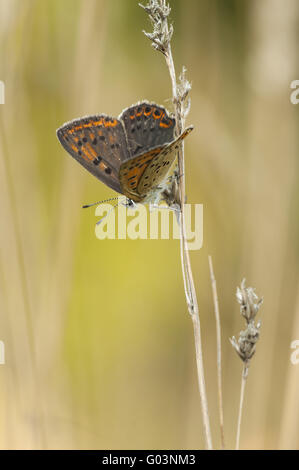 Rußiger Kupfer (Lycaena Tityrus), Weiblich, Deutschland Stockfoto