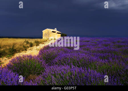 Kapelle in Lavendelfeldern, Entrevennes, Provence Stockfoto
