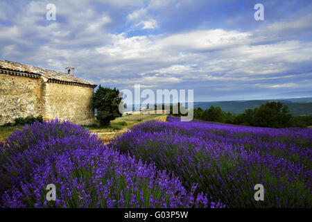 Kapelle in Lavendelfeldern, Entrevennes, Provence Stockfoto