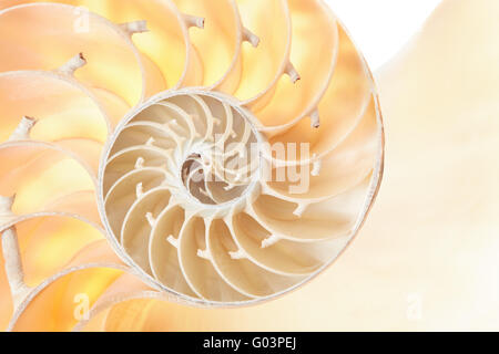 Nautilus Shell Abschnitt, perfekte Muster-Hintergrund Stockfoto