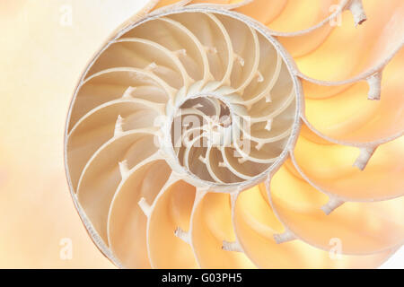 Nautilus Shell Abschnitt, perfekte Fibonacci-Muster-Hintergrund Stockfoto