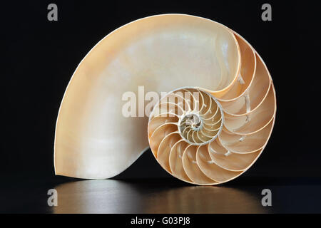 Nautilus Shell Abschnitt auf schwarz, Clipping-Pfad Stockfoto