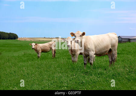 Drei Neugierige Kühe in die Kamera schaut Stockfoto