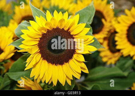 Biogenen Energieversorgung aus Sonnenblumen. Stockfoto