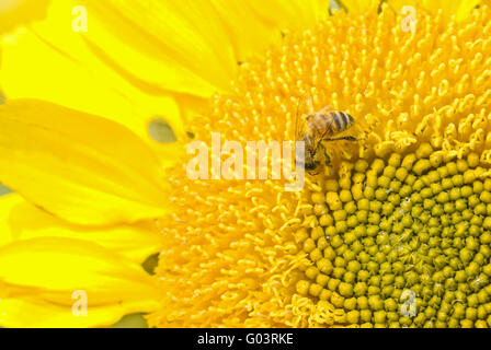 Arbeiten Biene und schönen blühenden Sonnenblumen Stockfoto