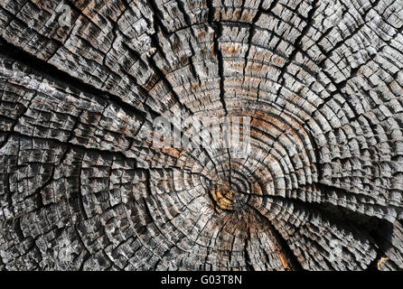 Alten trockenen Log-Profil Stockfoto