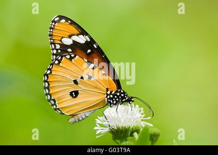 Milkweed Butterfly (Anosia wachen, Danaidae) Fütterung auf Fluss Stockfoto