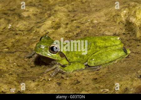 HYLA Sarda-Seitenansicht Stockfoto