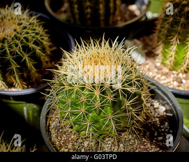 Barrel Cactus Anbau in Töpfen mit geringen Schärfentiefe Stockfoto