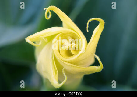 Heiliger Stechapfel Stockfoto