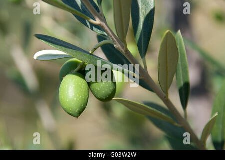 Oliven Stockfoto