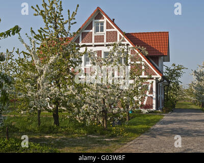 Kirsche Blüte bei zurückgeforderten Sumpfland, Deutschland Stockfoto