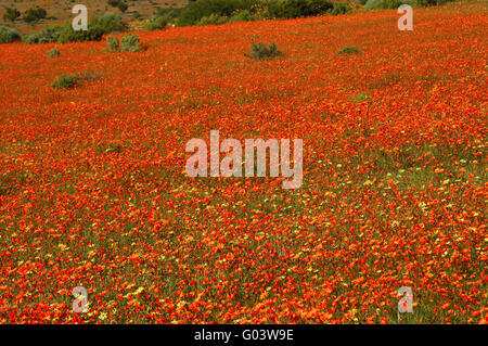 Masse-Feder-Blume-Anzeige von Namaqualand Gänseblümchen Stockfoto