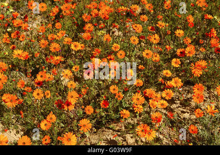 Ursinia Cakilefolia und andere Namaqualand Gänseblümchen Stockfoto