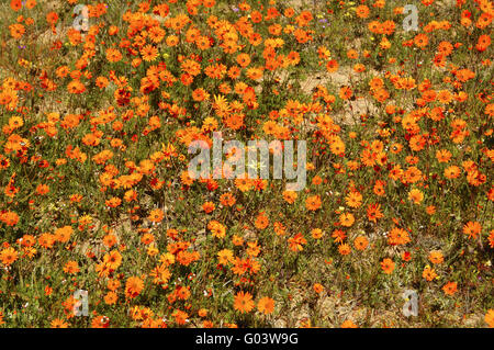 Ursinia Cakilefolia und andere Namaqualand Gänseblümchen Stockfoto