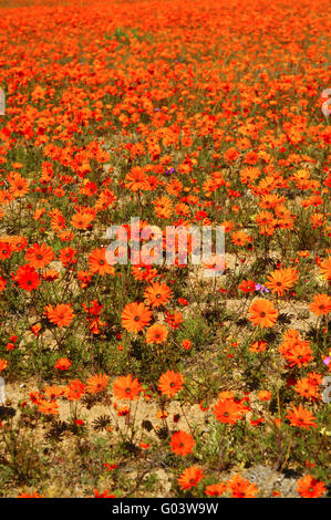 Ursinia Cakilefolia und andere Namaqualand Gänseblümchen Stockfoto