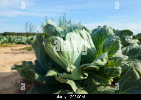 Feld mit Kohl, Sommer Stockfoto