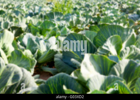 Feld mit Kohl, Sommer Stockfoto