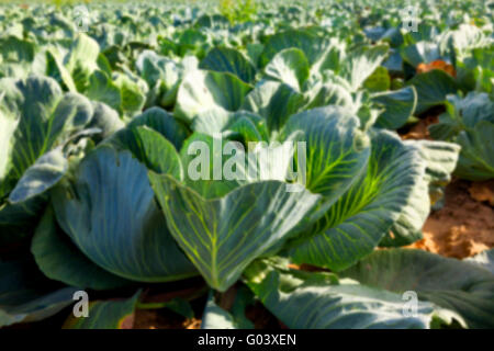 Feld mit Kohl, Sommer Stockfoto