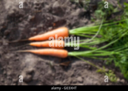 Möhren auf dem Boden Stockfoto