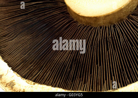 Portabella Pilz ganz in der Nähe zu sehen, Makro. Stockfoto