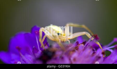 Krabbenspinne Stockfoto