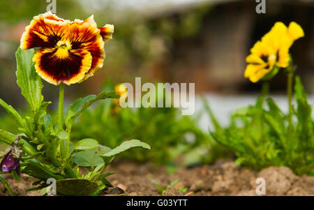 Schöne bunte Stiefmütterchen Blumen gepflanzt auf eine gard Stockfoto