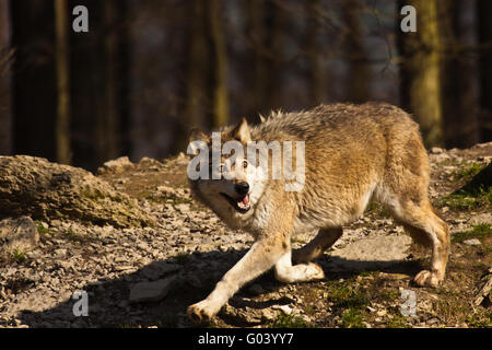 Östlichen Wolf oder amerikanischer Grauwolf (Canis Lupus) Stockfoto