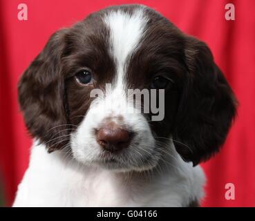 Arbeiten Art Englisch Springer Spaniel Welpen Stockfoto