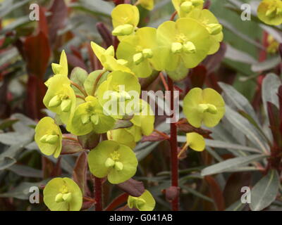 Holz-Wolfsmilch - Euphorbia Amygdaloides 'Purpurea' Stockfoto