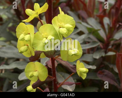 Holz-Wolfsmilch - Euphorbia Amygdaloides 'Purpurea' Stockfoto