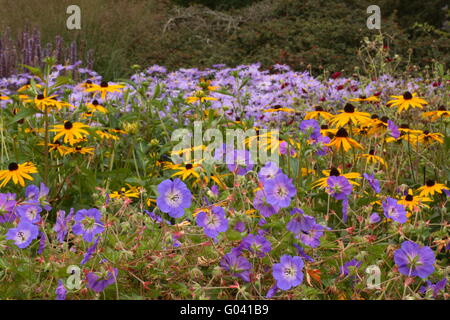 Wiesen-Storchschnabel - Geranium Pratense 'Rozanne' Stockfoto