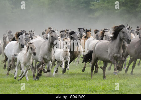 Wilde Herde von Dülmen Ponys im Galopp, Deutschland Stockfoto