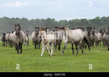 Wilde Herde von Dülmen Ponys mit Fohlen, Deutschland Stockfoto