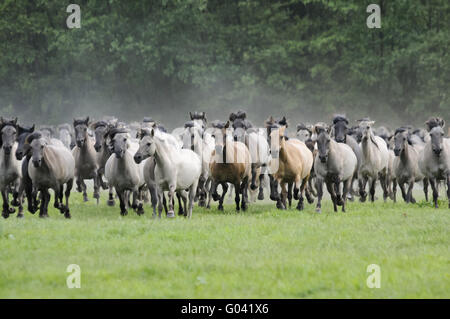 Wilde Herde von Dülmen Ponys im Galopp, Deutschland Stockfoto