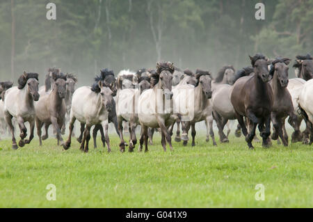 Wilde Herde von Dülmen Ponys im Galopp, Deutschland Stockfoto