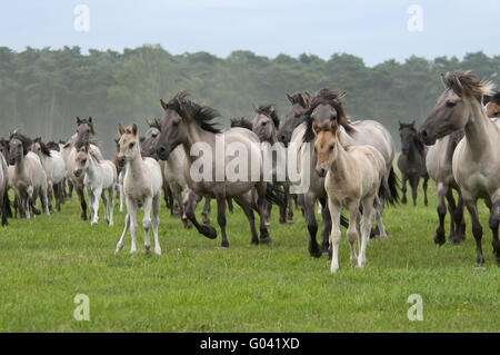 Wilde Herde von Dülmen Ponys mit Fohlen, Deutschland Stockfoto