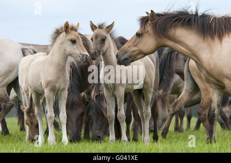 Wilde Herde von Dülmen Ponys mit Fohlen, Deutschland Stockfoto