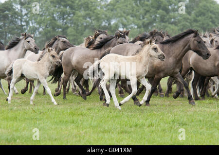 Wilde Herde von Dülmen Ponys im Galopp, Deutschland Stockfoto