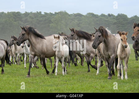 Wilde Herde von Dülmen Ponys mit Fohlen, Deutschland Stockfoto