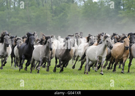 Wilde Herde von Dülmen Ponys im Galopp, Deutschland Stockfoto