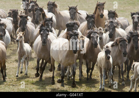 Wilde Herde von Dülmen Ponys im Galopp, Deutschland Stockfoto