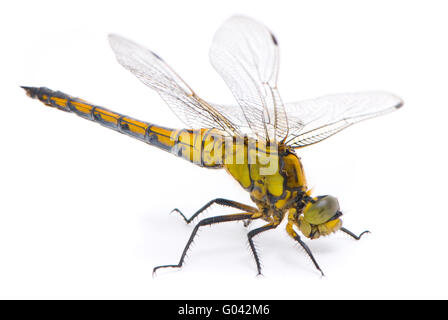 Orthetrum Cancellatum. Weibliche schwarz-angebundene Abstreicheisen Libelle auf weißem Hintergrund. Stockfoto